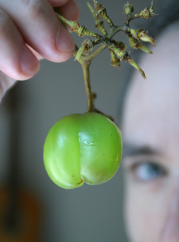 Grape Nuts by Matt Friedman.jpg Grape Nuts by Matt Friedman.jpg