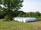 Marshmallow Farm 1 Marshmallow Farm 1