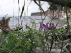 Nova Scotia coast and flowers