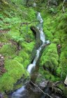 Forest Fall