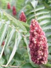 Acadia Flora